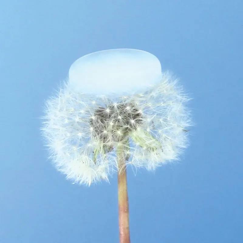 Dandelion clock topped with a pale blue disc against a blue sky
